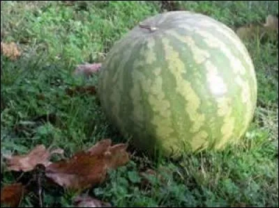 Les religieux étaient maigres, si maigres, et monseigneur l'abbé avait la tête basse, pensez donc, la situation s'enfonçait dans le drame. Que mangeaient-ils seulement et que déplorait honteusement l'abbé ?