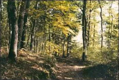 A cheval sur la Lorraine et la Champagne, cette forêt propose à tous les amoureux de la nature plus de 45 000 ha de verdure.