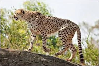 L'animal qui court le plus vite est le lynx.