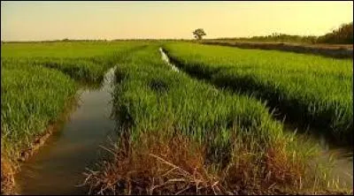 En France, où cultive-t-on du riz ?