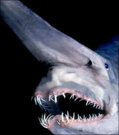 Quel est cet animal ?