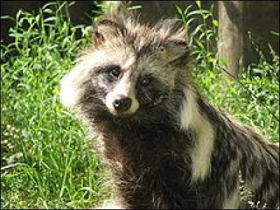 Quel est cet animal ?