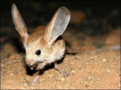 Quel est cet animal ?