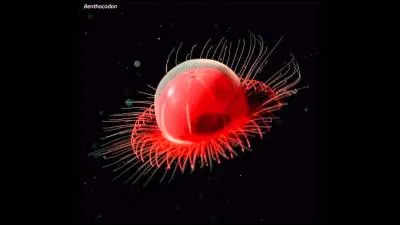 Quel est cet animal ?