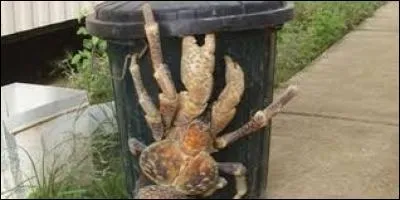 Quel est cet animal ?