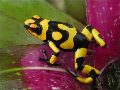 Quel est cet animal ?