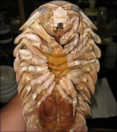 Quel est cet animal ?