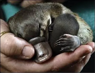 Quel est cet animal ?