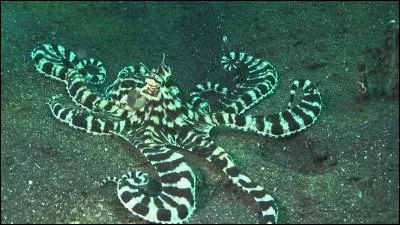 Quel est cet animal ?