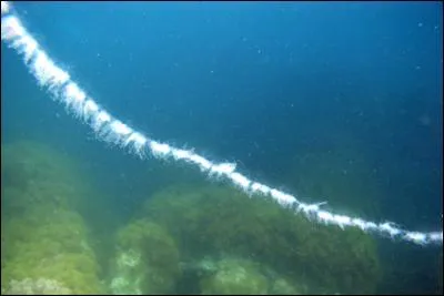 Quel est cet animal ?