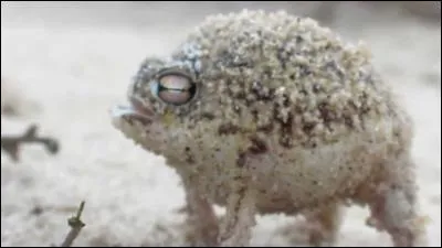 Quel est cet animal ?