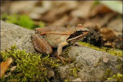 Quel est cet animal ?