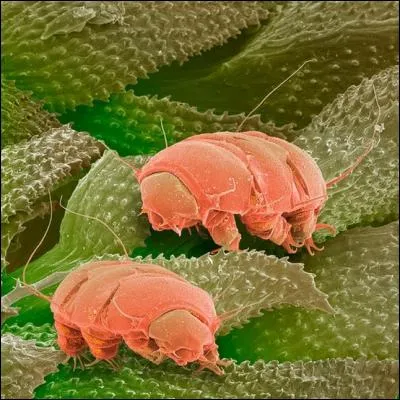 Quel est cet animal ?