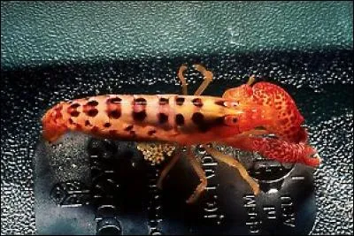 Quel est cet animal ?