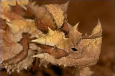 Quel est cet animal ?