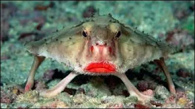 Quel est cet animal ?