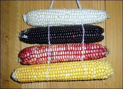Mais que sont ces épis de maïs ?