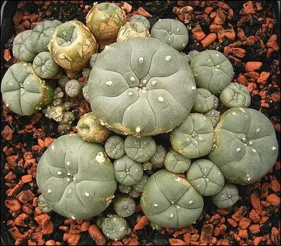 "Lophophora Williamsii" est une plante endémique du sud-ouest américain et mexicain : à quoi sert-elle depuis plus de 3 000 ans ?