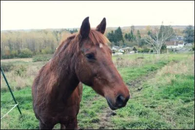 Quel est le nom de ce cheval ?