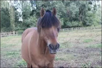 Quel est le nom de ce cheval ?
