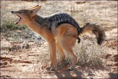 Complétez - Un chacal, des...