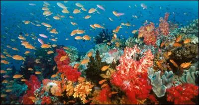 Complétez - Un corail, des...