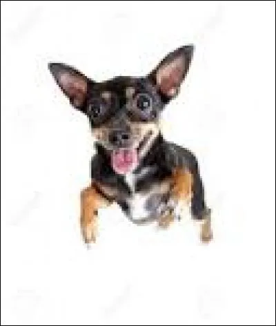 Y a-t-il des chiens volants dans Fairy Tail ?