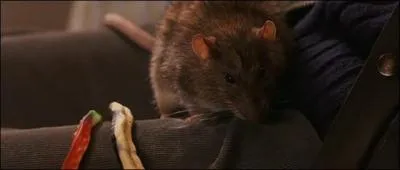 Comment s'appelle le rat de Ron ?