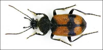 Quel est le nom du dessin animé qui se cache derrière cette image ?