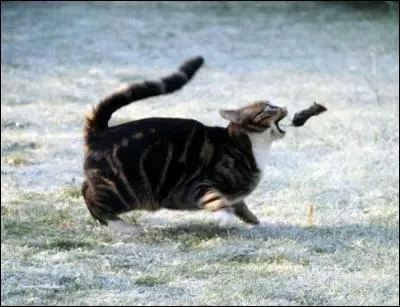 Votre chat vous rapporte des animaux morts c'est parce qu'il...