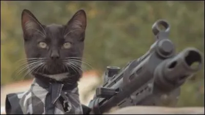 Votre chat sort en courant de la pièce où vous entrez. C'est qu'il...