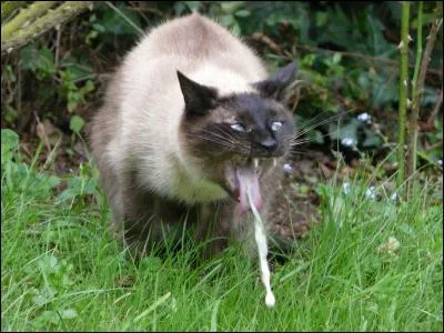 Votre chat vomit de l'herbe c'est parce qu'il...