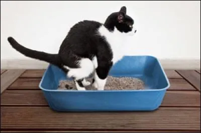 Après avoir fait ses besoins dans sa litière votre chat gratte sa litière et fait gicler les grains partout. C'est qu'il...