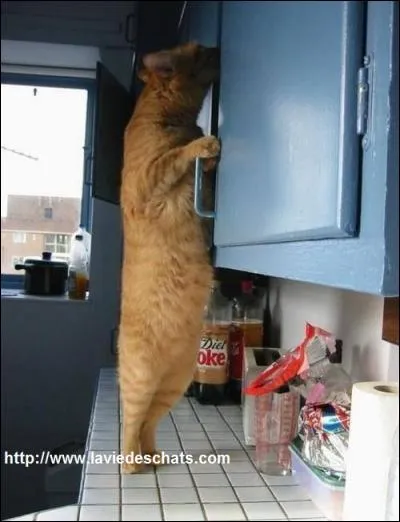 Votre chat fouille dans les placards, c'est...