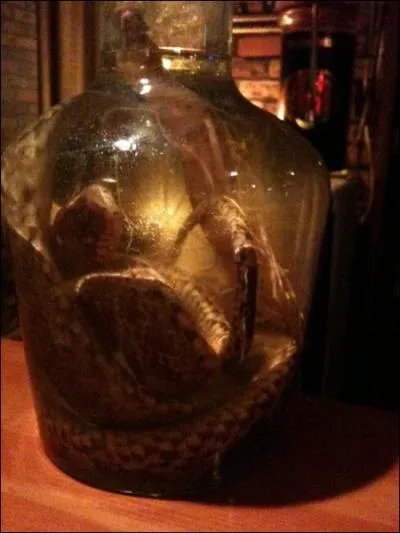 O les rescaps d'une balade en montagne sont contraints de dguster de l'alcool parfum au crapaud et des tartines de fromage avari