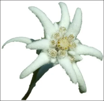 Retrouvez le pays qui n'est pas représenté par cette fleur :