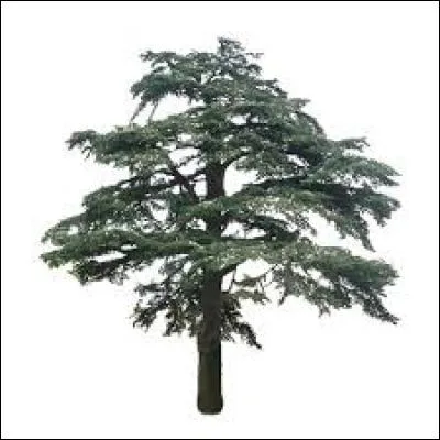 Si vous reconnaissez l'arbre, vous trouverez le pays...