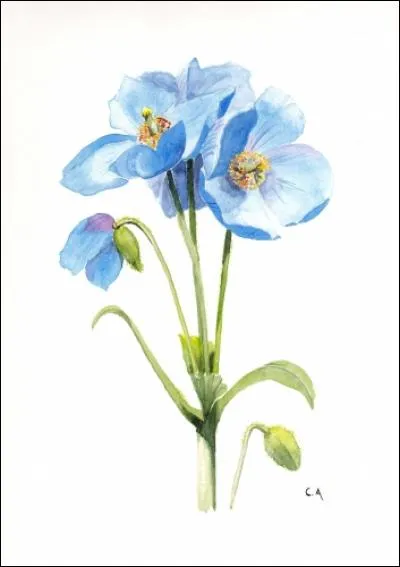 A votre avis, de quel pays le coquelicot ou pavot bleu de l'Himalaya est-il l'emblème ?