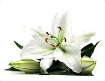 De quel pays cette fleur a-t-elle été l'emblème héraldique pendant sept siècles ?