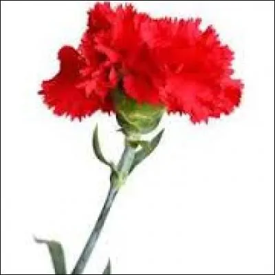 Connaissez-vous le pays qui a choisi l'oeillet comme symbole ?