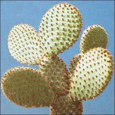 Sur quel drapeau peut-on voir un figuier de barbarie ?