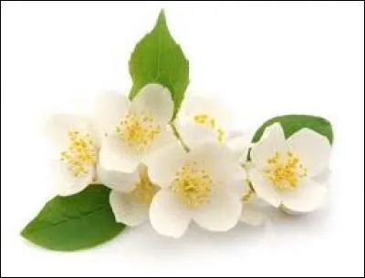 Le jasmin blanc est la fleur emblématique de...