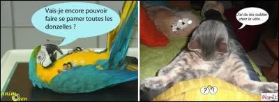 Allons « bistourner » ces chevaux, ils sont trop fringants ! 
Que signifie « bistourner » ?