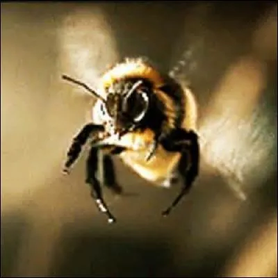 En quel animal peut-il se transformer ?