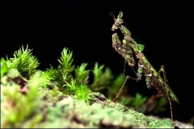 Y a t-il un insecte sur la photo ?