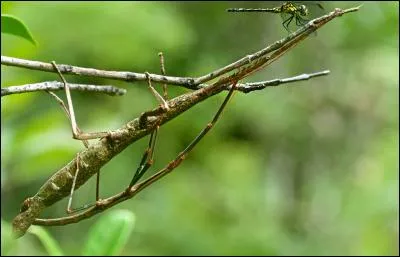 Combien comptez-vous d'animaux sur la photo ?