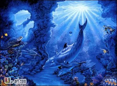 Combien comptez-vous de tortues ?