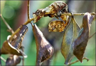 Voyez-vous un animal sur cette photo ?