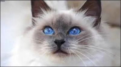 On ne dit plus ''le chat siamois'' mais...