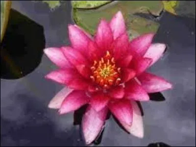 Le contraire du mot ''le nymphea'' c'est...